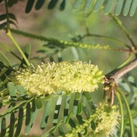 Neltuma juliflora (Sw.) Raf.